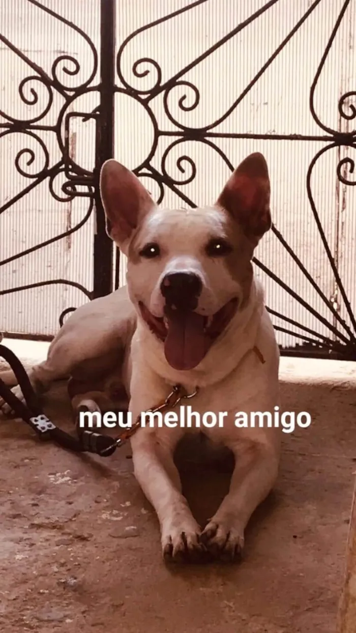 Cachorro ra a Pit-Bull idade 3 anos nome Nino 