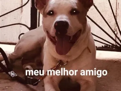 Cachorro raça Pit-Bull idade 3 anos nome Nino 