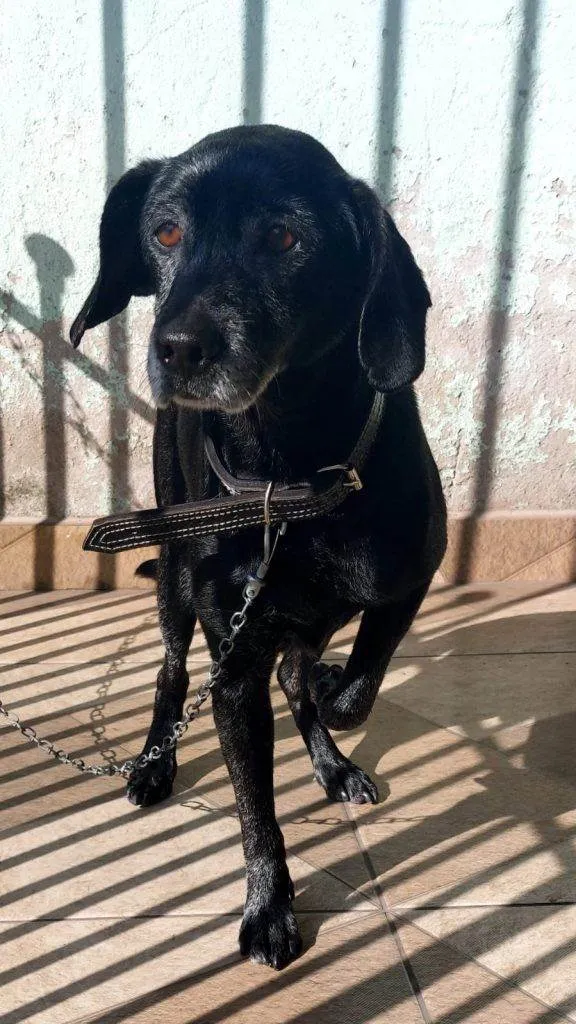 Cachorro ra a SRD-ViraLata idade 7 a 11 meses nome Adoção Urgente