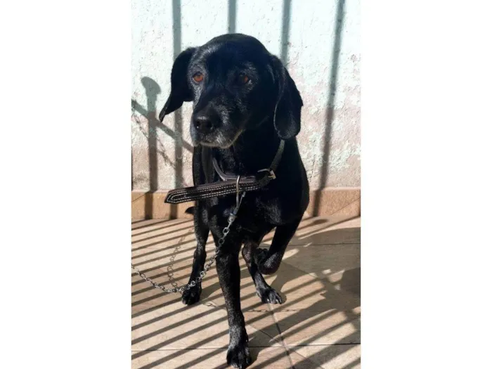 Cachorro ra a SRD-ViraLata idade 7 a 11 meses nome Adoção Urgente