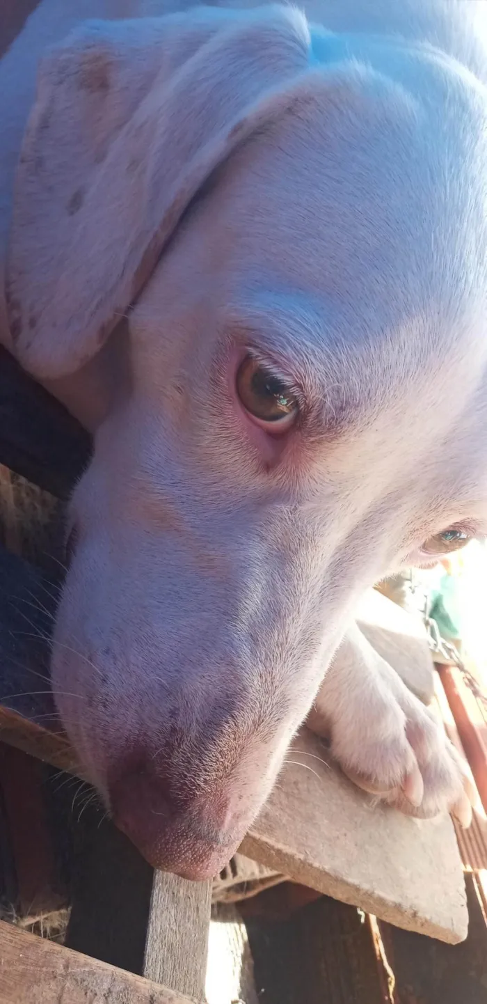 Cachorro ra a SRD-ViraLata idade 6 ou mais anos nome Rui