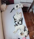 Gatos Urgente