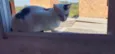Gatos Urgente