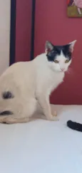 Gatos Urgente