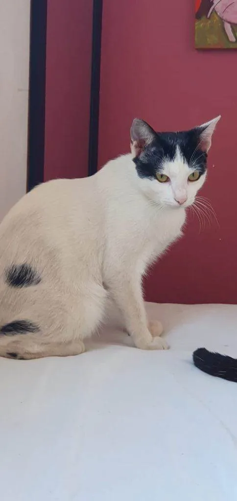 Gato ra a SRD-ViraLata idade 2 a 6 meses nome Gatos Urgente