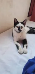 Gatos Urgente