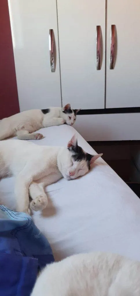 Gato ra a SRD-ViraLata idade 2 a 6 meses nome Gatos Urgente