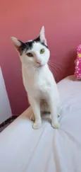 Gatos Urgente