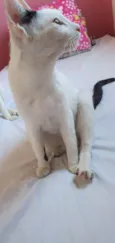 Gatos Urgente