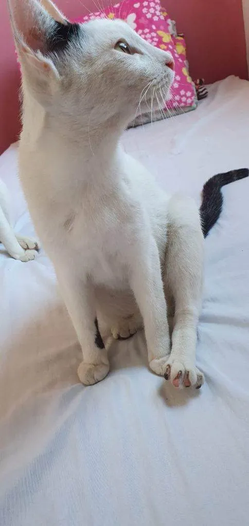 Gato ra a SRD-ViraLata idade 2 a 6 meses nome Gatos Urgente