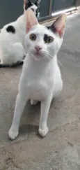 Gatos Urgente