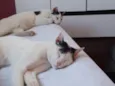 Gatos Urgente