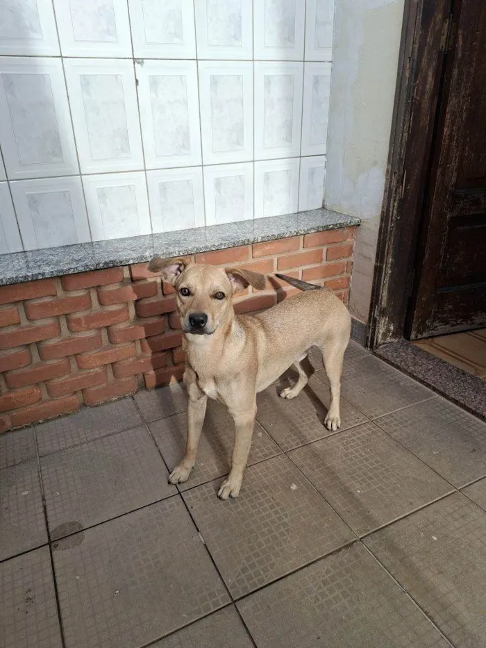 Cachorro ra a SRD-ViraLata idade 2 a 6 meses nome Porte P/M Urgente