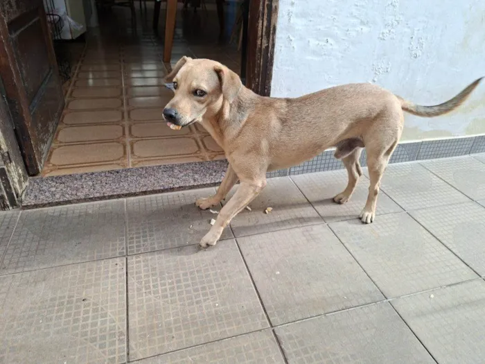Cachorro ra a SRD-ViraLata idade 2 a 6 meses nome Porte P/M Urgente