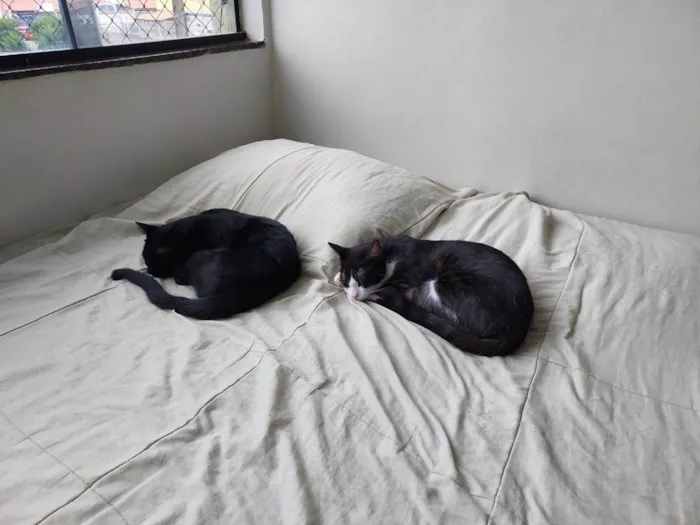 Gato ra a SRD-ViraLata idade 1 ano nome Noite