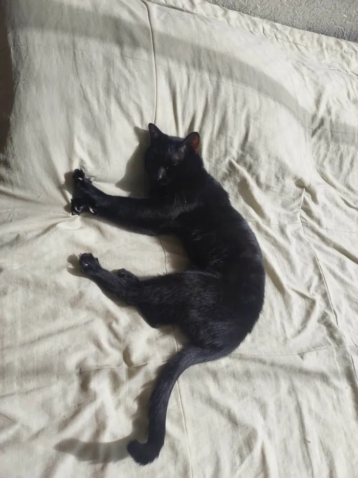 Gato ra a SRD-ViraLata idade 1 ano nome Noite