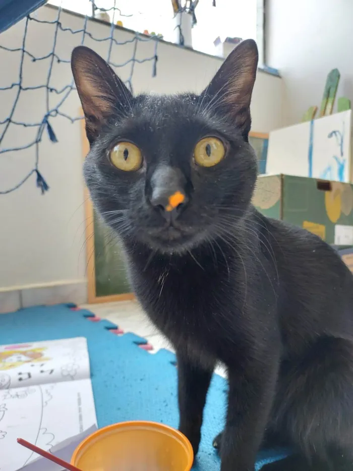Gato ra a SRD-ViraLata idade 1 ano nome Noite