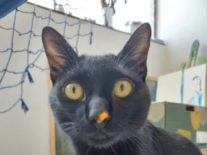 Gato raça SRD-ViraLata idade 1 ano nome Noite
