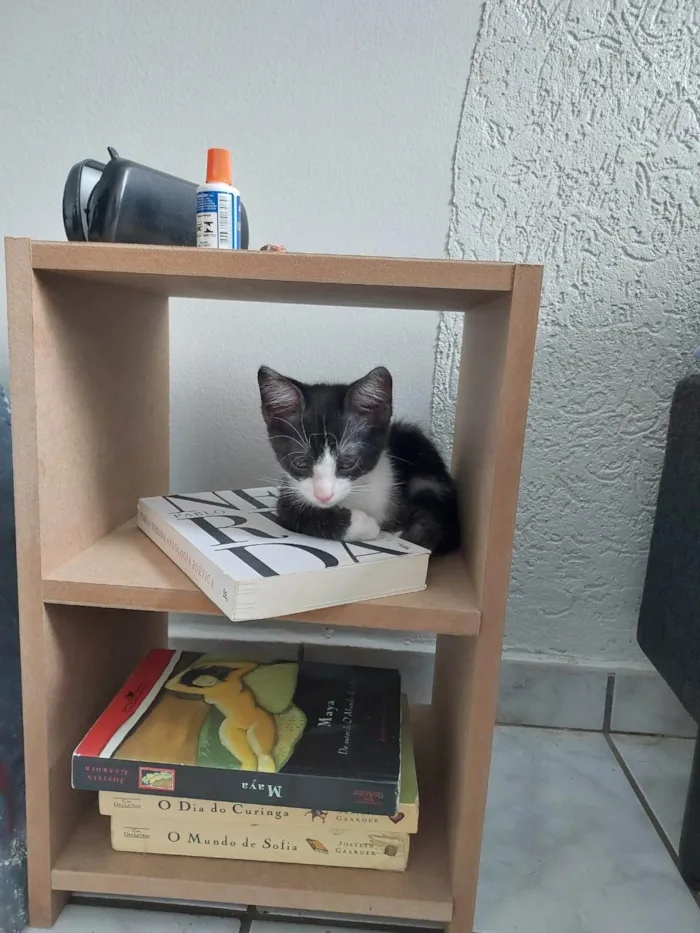 Gato ra a SRD-ViraLata idade 7 a 11 meses nome Augusto