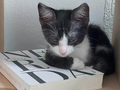 Gato raça SRD-ViraLata idade 7 a 11 meses nome Augusto