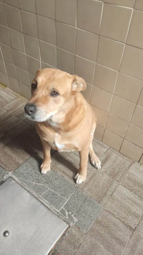 Cachorro ra a SRD-ViraLata idade 7 a 11 meses nome Athena Urgente