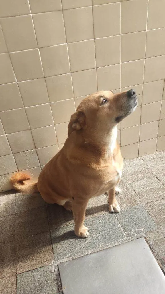 Cachorro ra a SRD-ViraLata idade 7 a 11 meses nome Athena Urgente