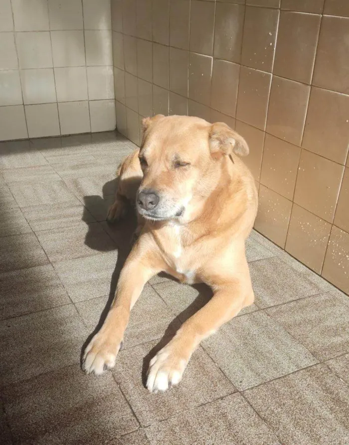 Cachorro ra a SRD-ViraLata idade 7 a 11 meses nome Athena Urgente