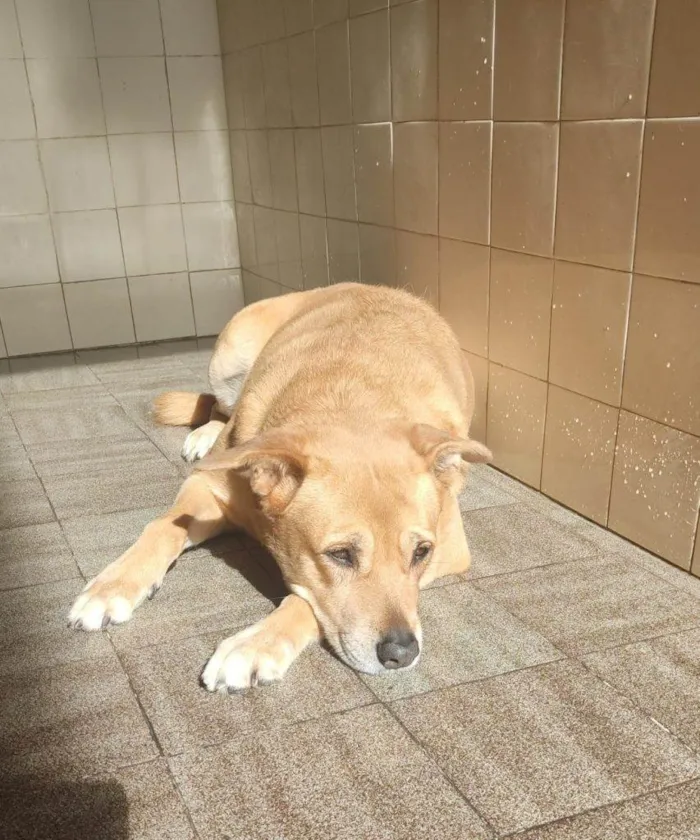 Cachorro ra a SRD-ViraLata idade 7 a 11 meses nome Athena Urgente