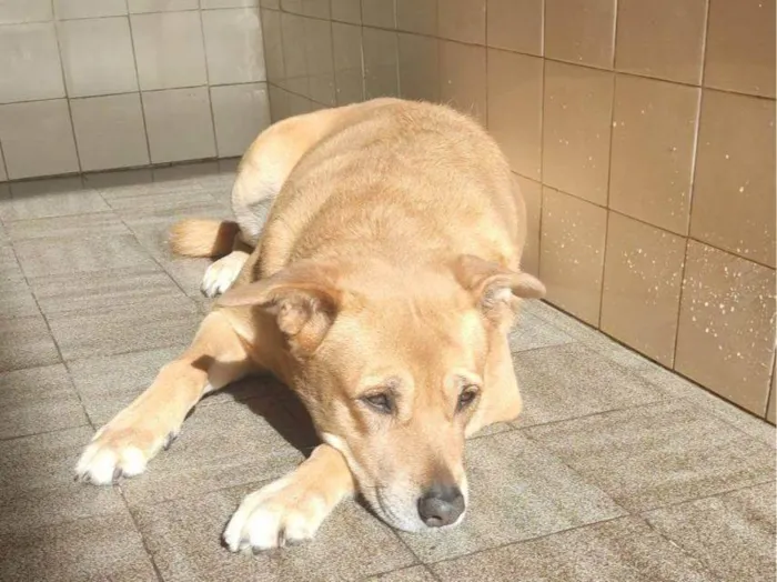 Cachorro ra a SRD-ViraLata idade 7 a 11 meses nome Athena Urgente