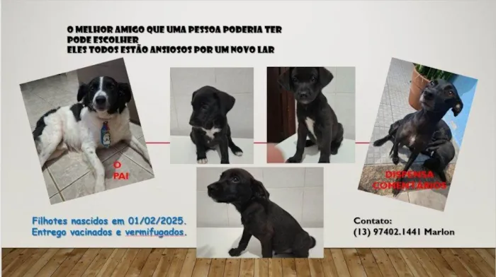 Cachorro ra a SRD-ViraLata idade Abaixo de 2 meses nome Filhotes Urgente
