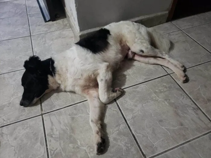 Cachorro ra a SRD-ViraLata idade Abaixo de 2 meses nome Filhotes Urgente