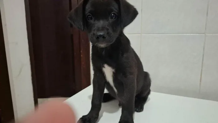 Cachorro ra a SRD-ViraLata idade Abaixo de 2 meses nome Filhotes Urgente