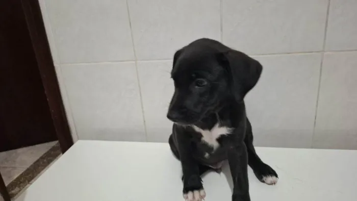 Cachorro ra a SRD-ViraLata idade Abaixo de 2 meses nome Filhotes Urgente