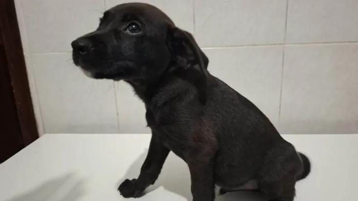 Cachorro ra a SRD-ViraLata idade Abaixo de 2 meses nome Filhotes Urgente
