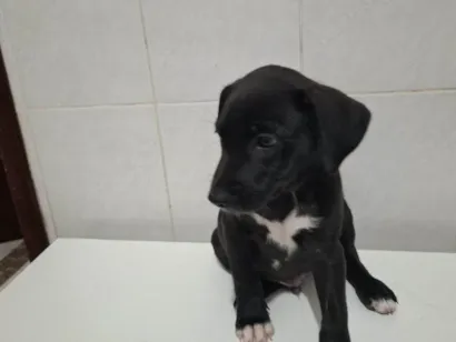 Cachorro raça SRD-ViraLata idade Abaixo de 2 meses nome Filhotes Urgente
