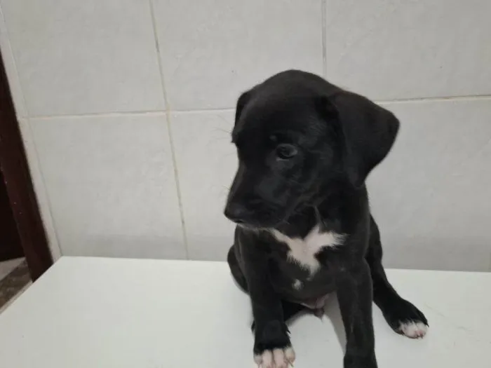 Cachorro ra a SRD-ViraLata idade Abaixo de 2 meses nome Filhotes Urgente