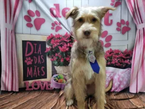 Cachorro raça SRD-ViraLata idade 1 ano nome caputino