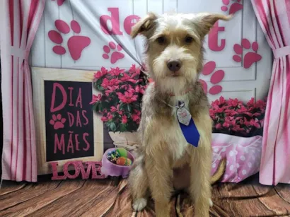 Cachorro raça SRD-ViraLata idade 1 ano nome caputino