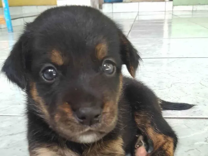 Cachorro ra a SRD-ViraLata idade Abaixo de 2 meses nome Adoção Responsável 