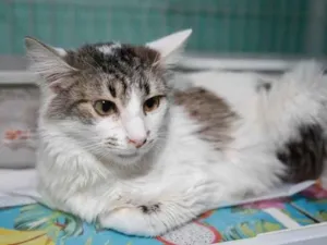Gato raça SRD-ViraLata idade 3 anos nome Briana