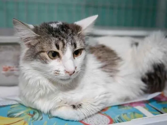 Gato ra a SRD-ViraLata idade 3 anos nome Briana