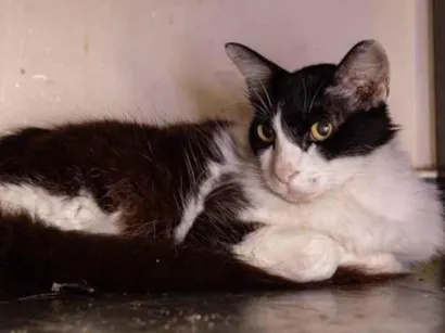 Gato raça SRD-ViraLata idade 2 anos nome Mauricio