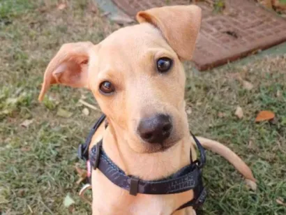 Cachorro raça SRD-ViraLata idade 2 a 6 meses nome Paçoquinha