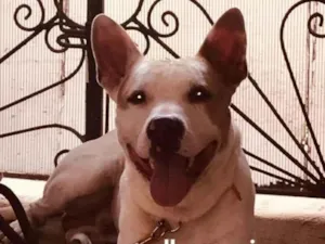 Cachorro raça Pit-Bull idade 3 anos nome Nino 