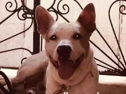 Cachorro raça Pit-Bull idade 3 anos nome Nino 