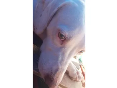 Cachorro raça SRD-ViraLata idade 6 ou mais anos nome Rui