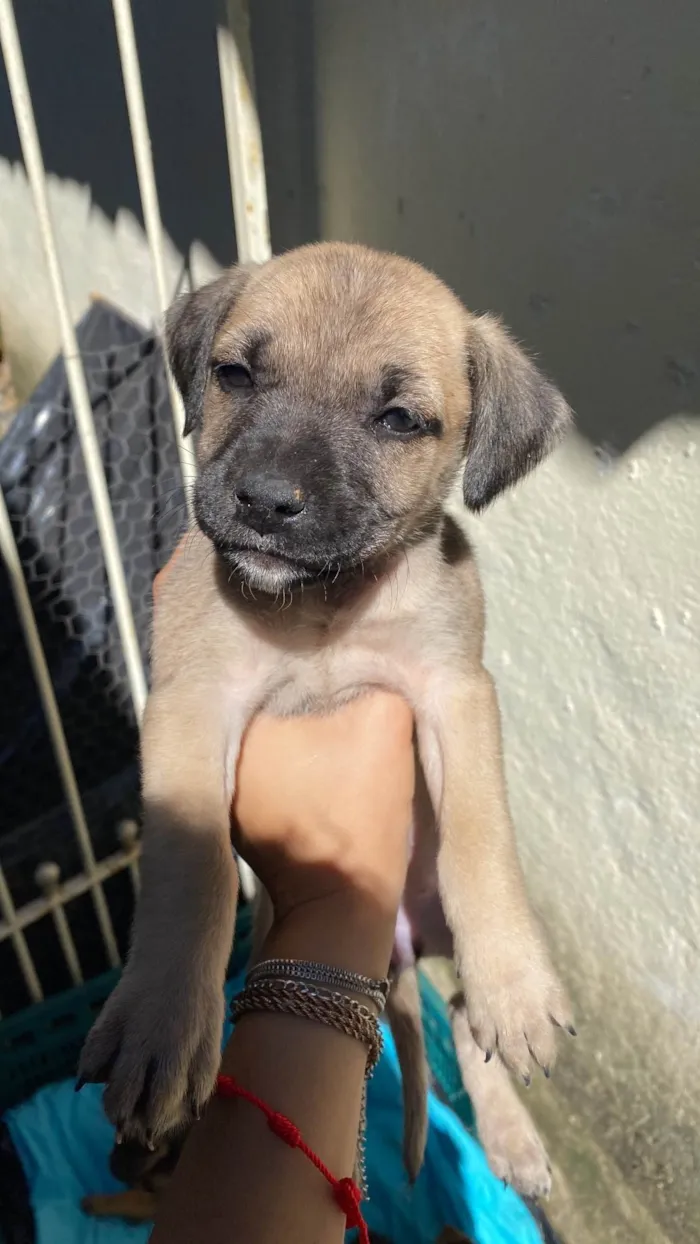 Cachorro ra a SRD-ViraLata idade 2 a 6 meses nome Filhotes