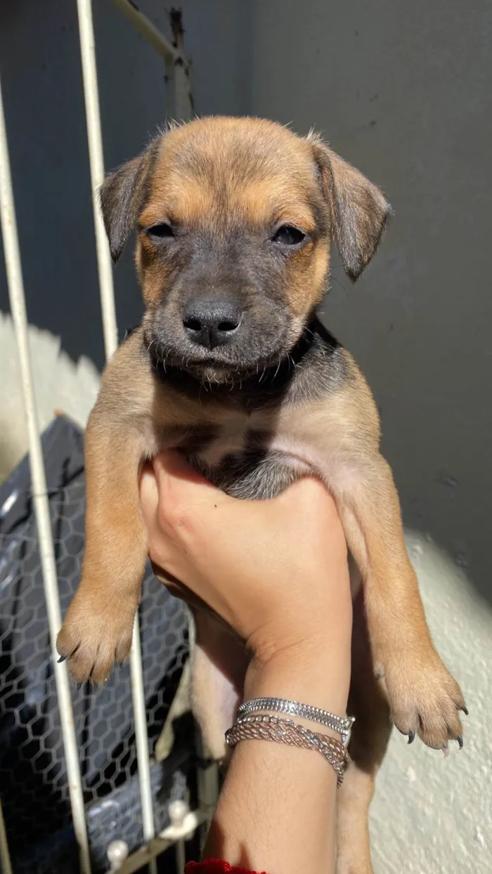 Cachorro ra a SRD-ViraLata idade 2 a 6 meses nome Filhotes
