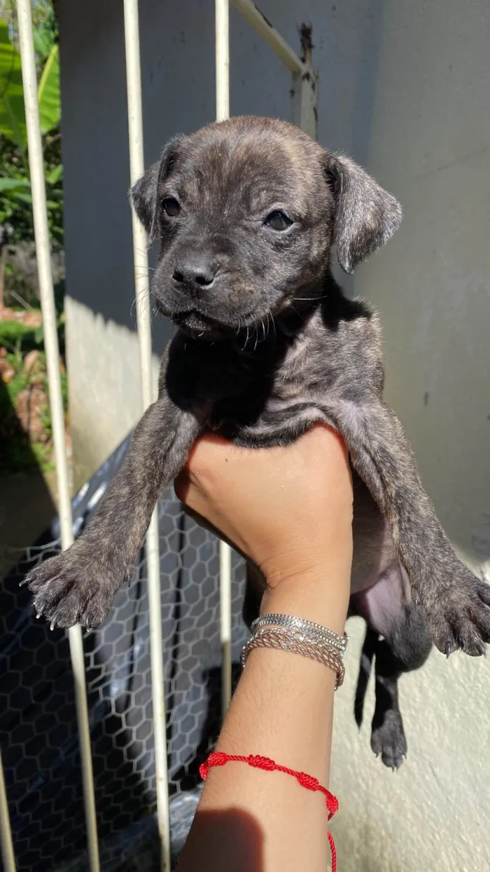 Cachorro ra a SRD-ViraLata idade 2 a 6 meses nome Filhotes
