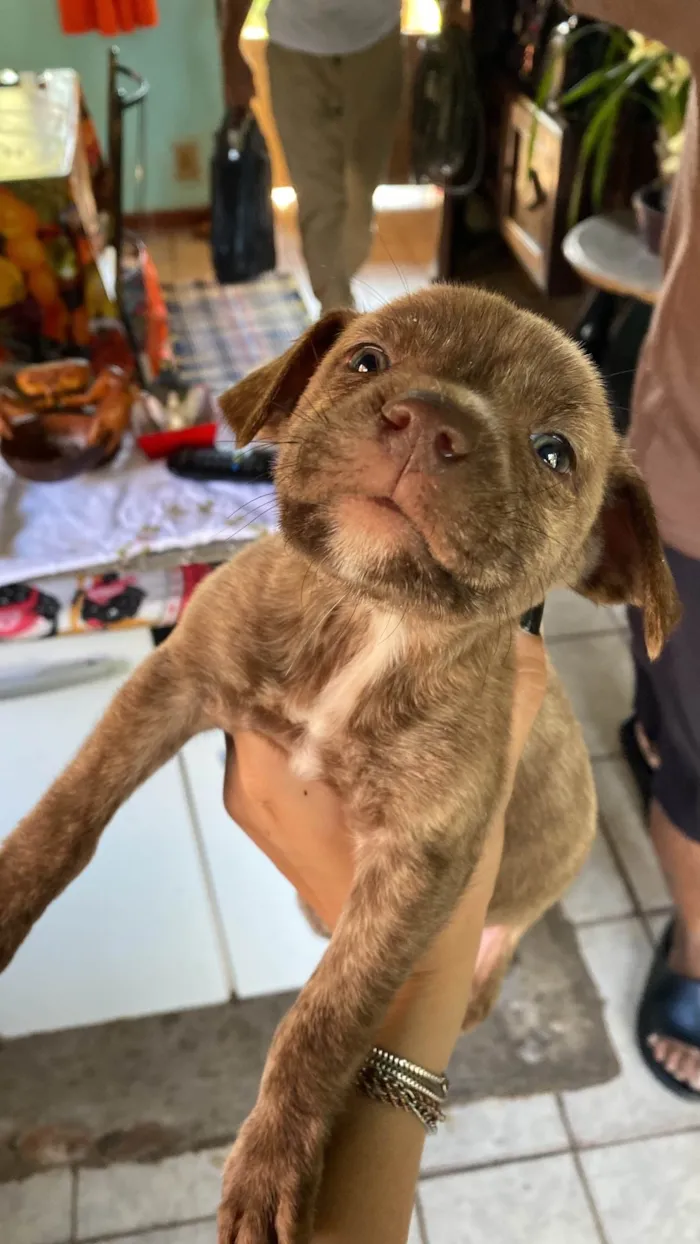 Cachorro ra a SRD-ViraLata idade 2 a 6 meses nome Filhotes